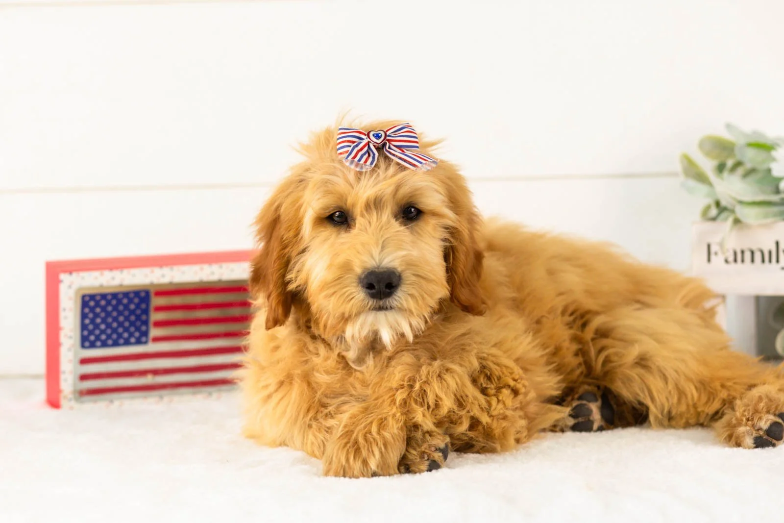 Linda goldendoodle for sale.jpg