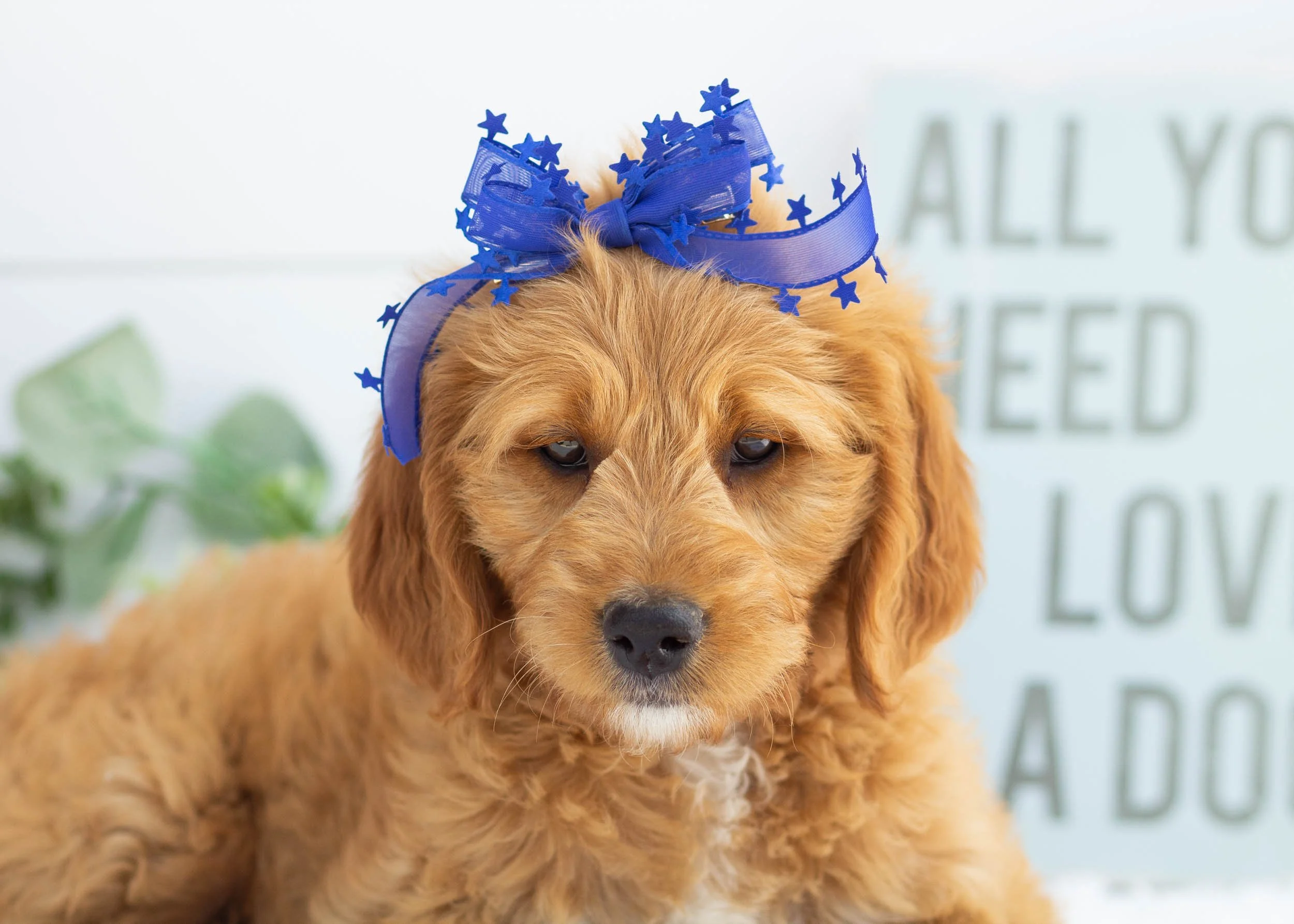 Cocoa Puffs Goldendoodle For Sale(1).jpg