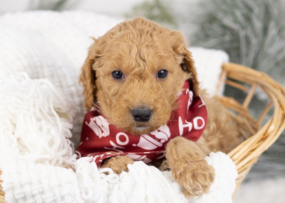 Buck goldendoodle for sale.jpg