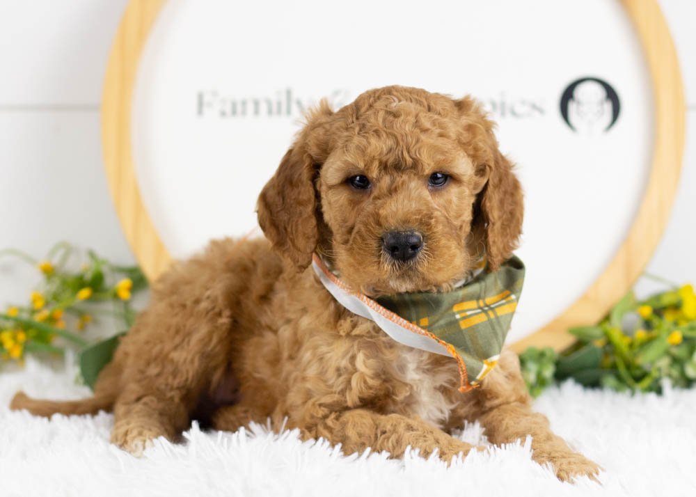 Drift goldendoodle for sale(2).jpg