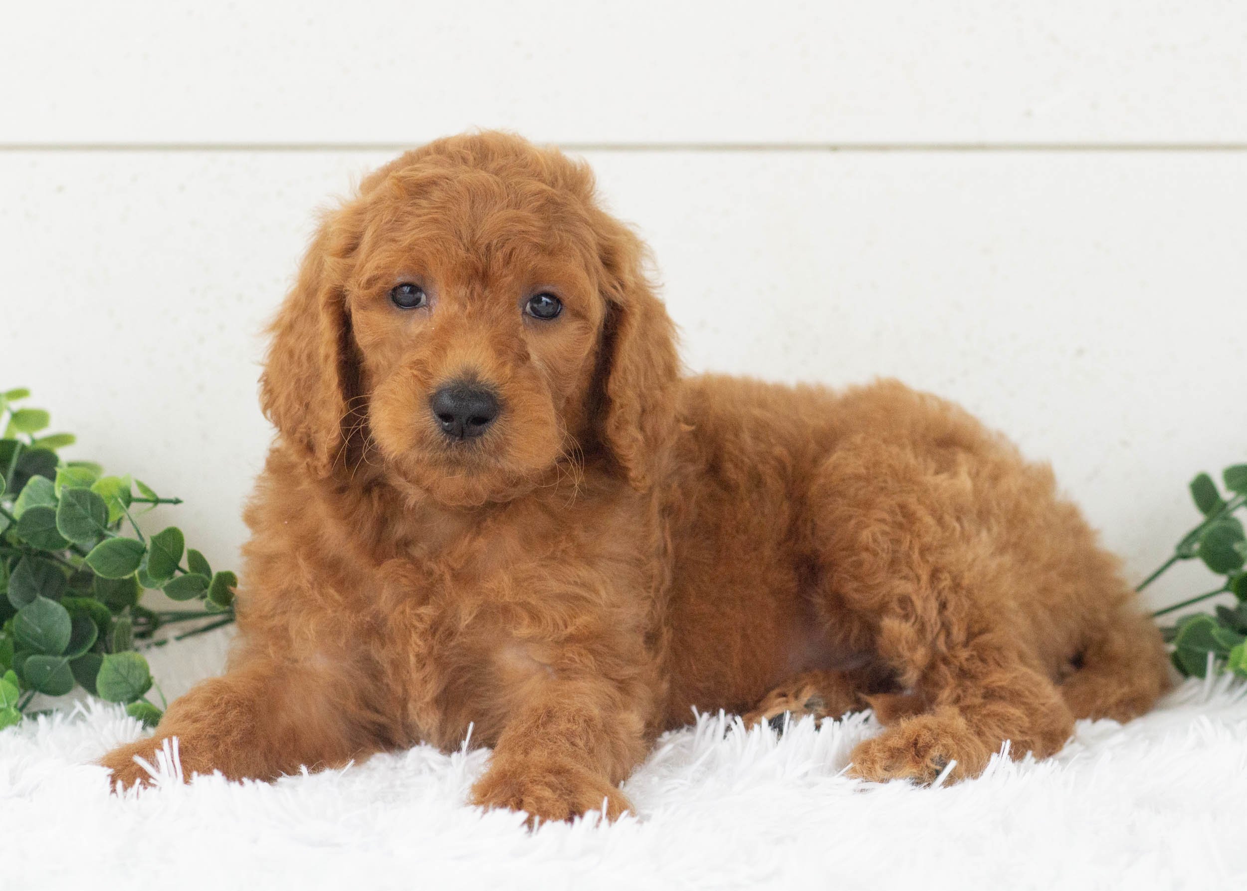 Ralph Goldendoodle For Sale(1).jpg