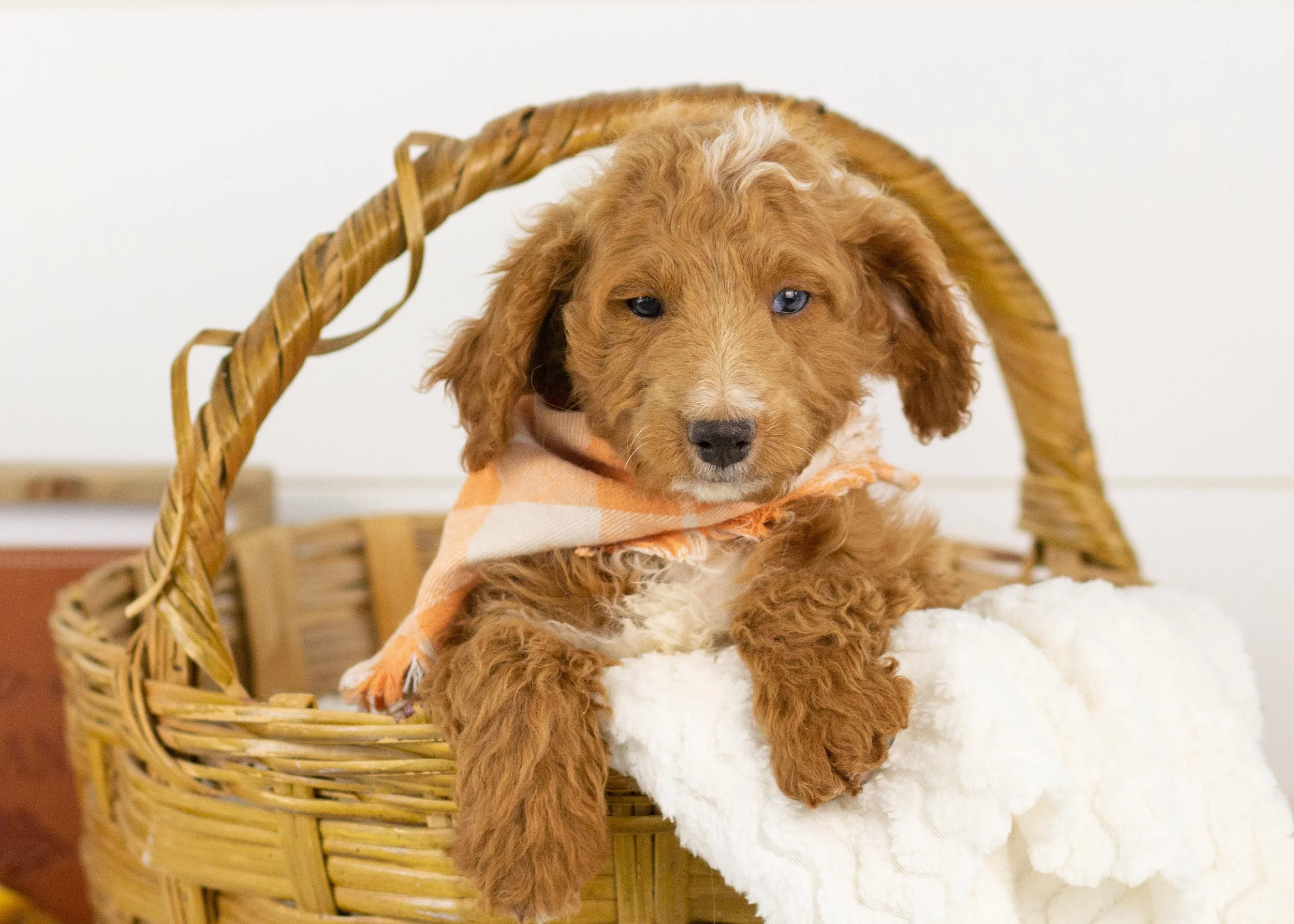 Graham goldendoodle for sale(1).jpg