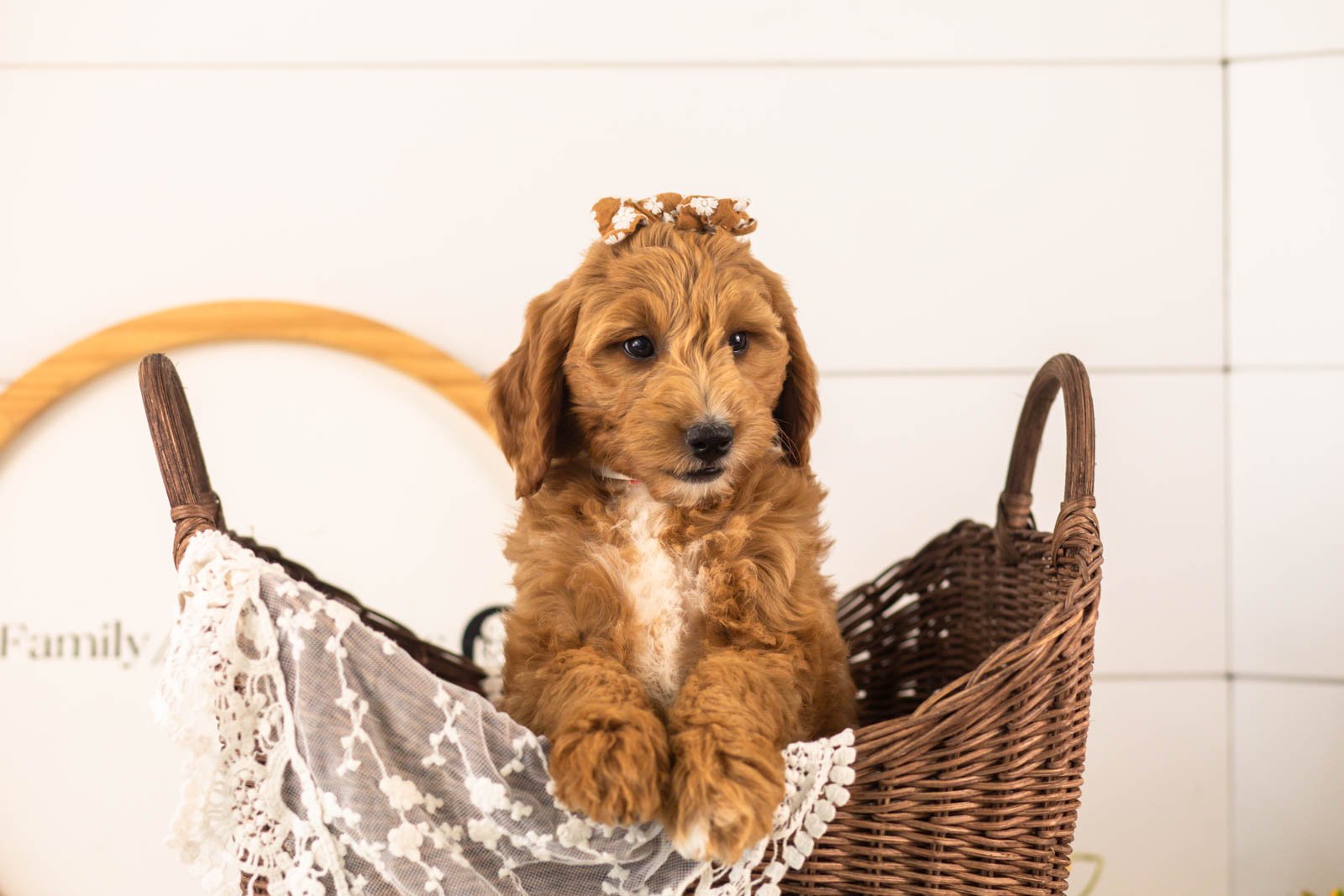 Stormy Goldendoodle for sale(3).jpg
