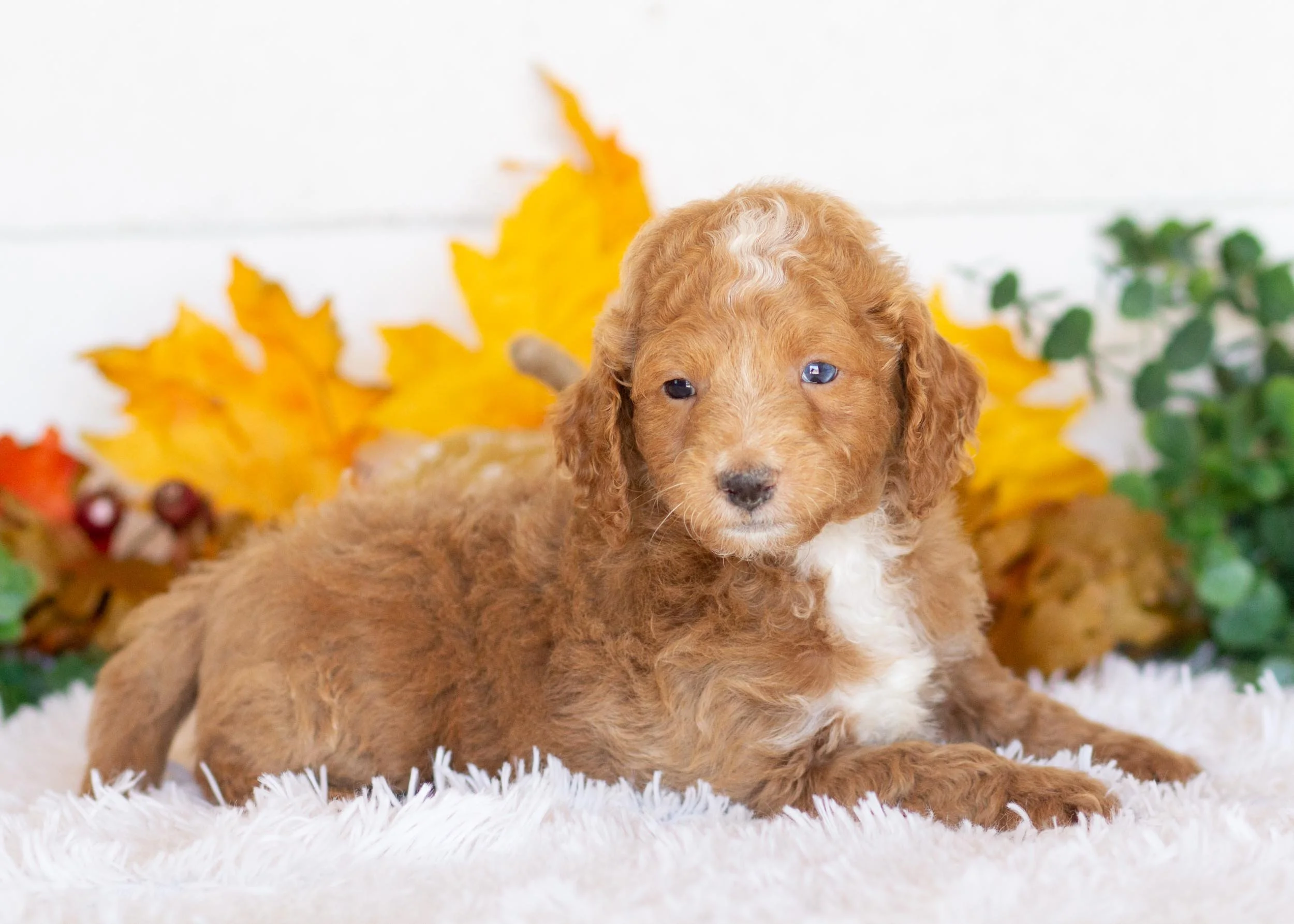 Graham goldendoodle for sale(2).jpg