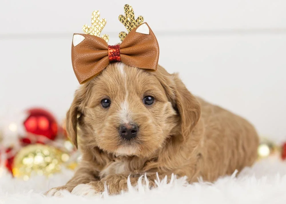 Elphaba goldendoodle for sale(3).jpg