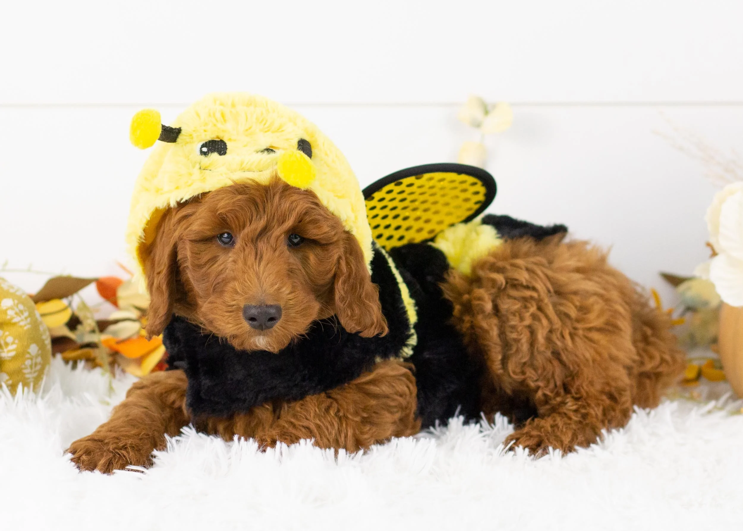 Griffin goldendoodle for sale(2).jpg