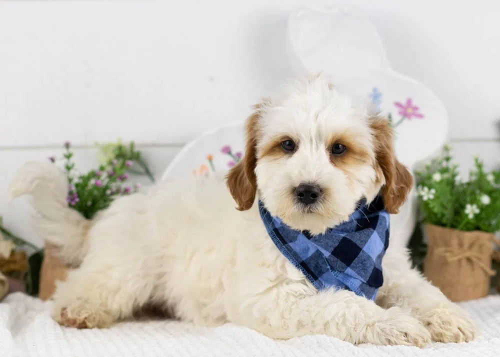 clay goldendoodle for sale.jpg