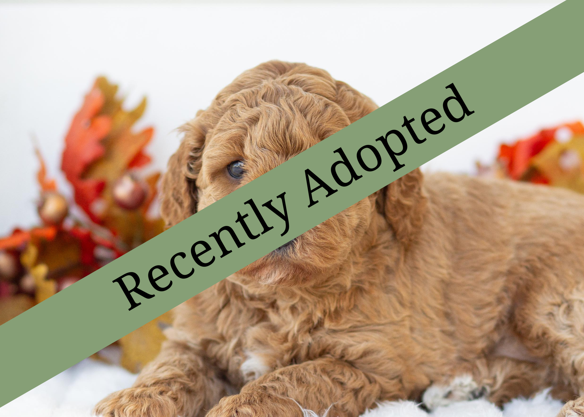 goldendoodle for sale