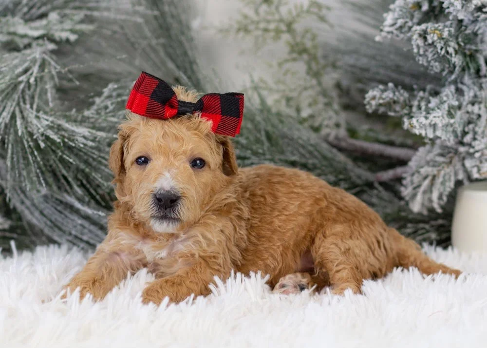 Fox goldendoodle for sale.jpg
