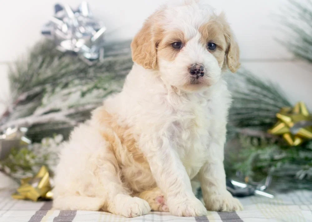 Honey goldendoodle for sale(3).jpg