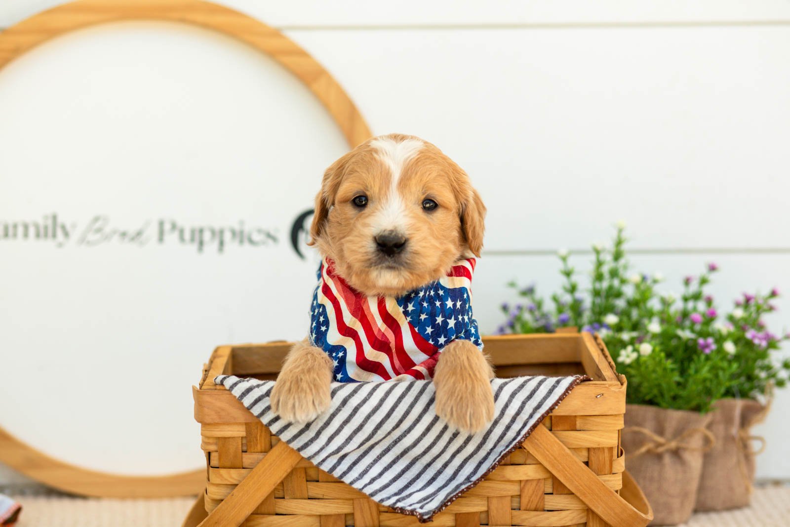 Danny Goldendoodle for sale(3).jpg