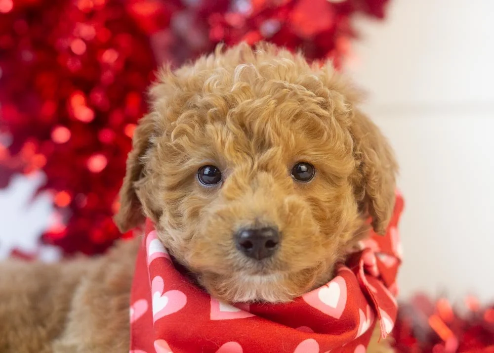 Mort goldendoodle for sale(1).jpg