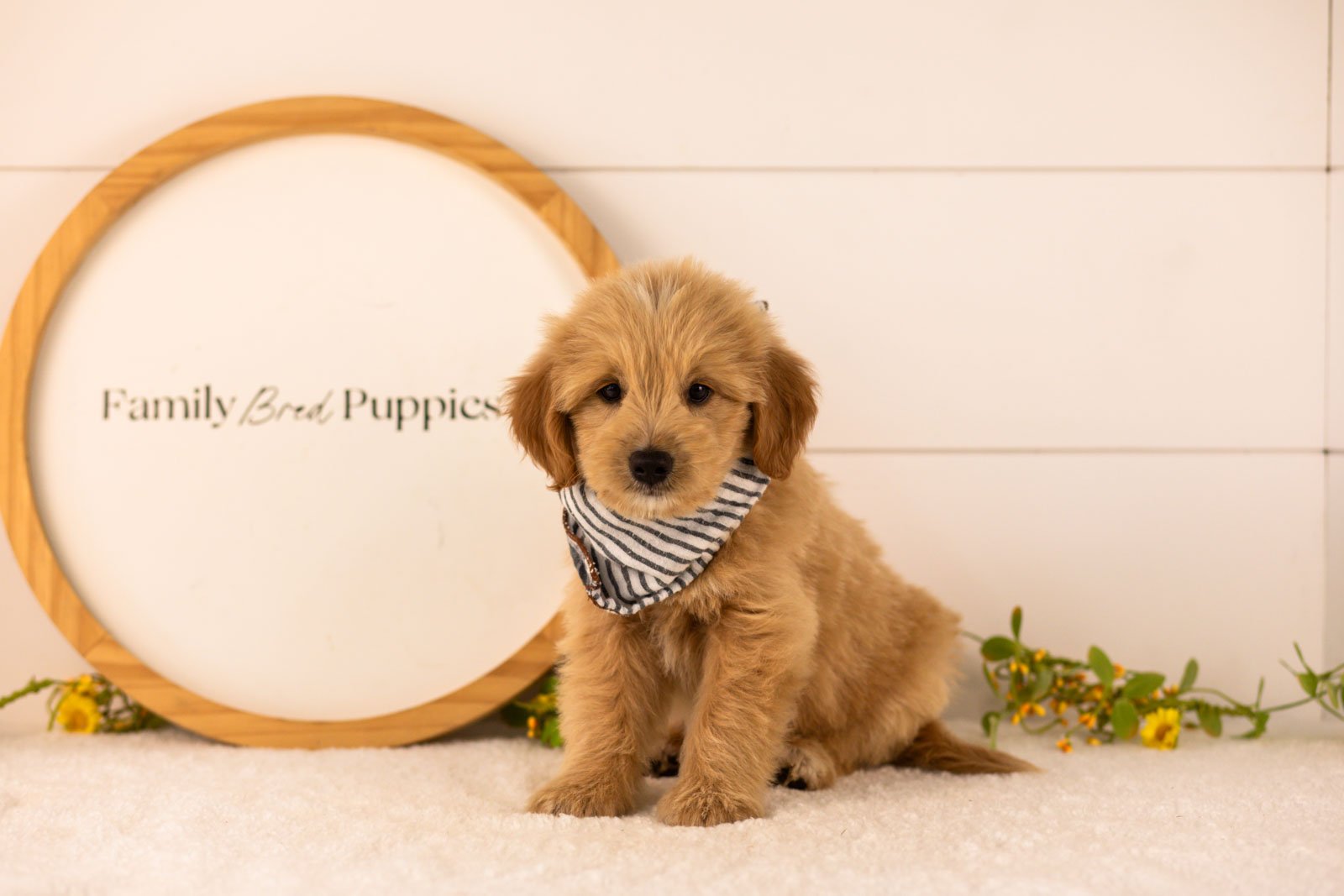 Ethan goldendoodle for sale(2).jpg