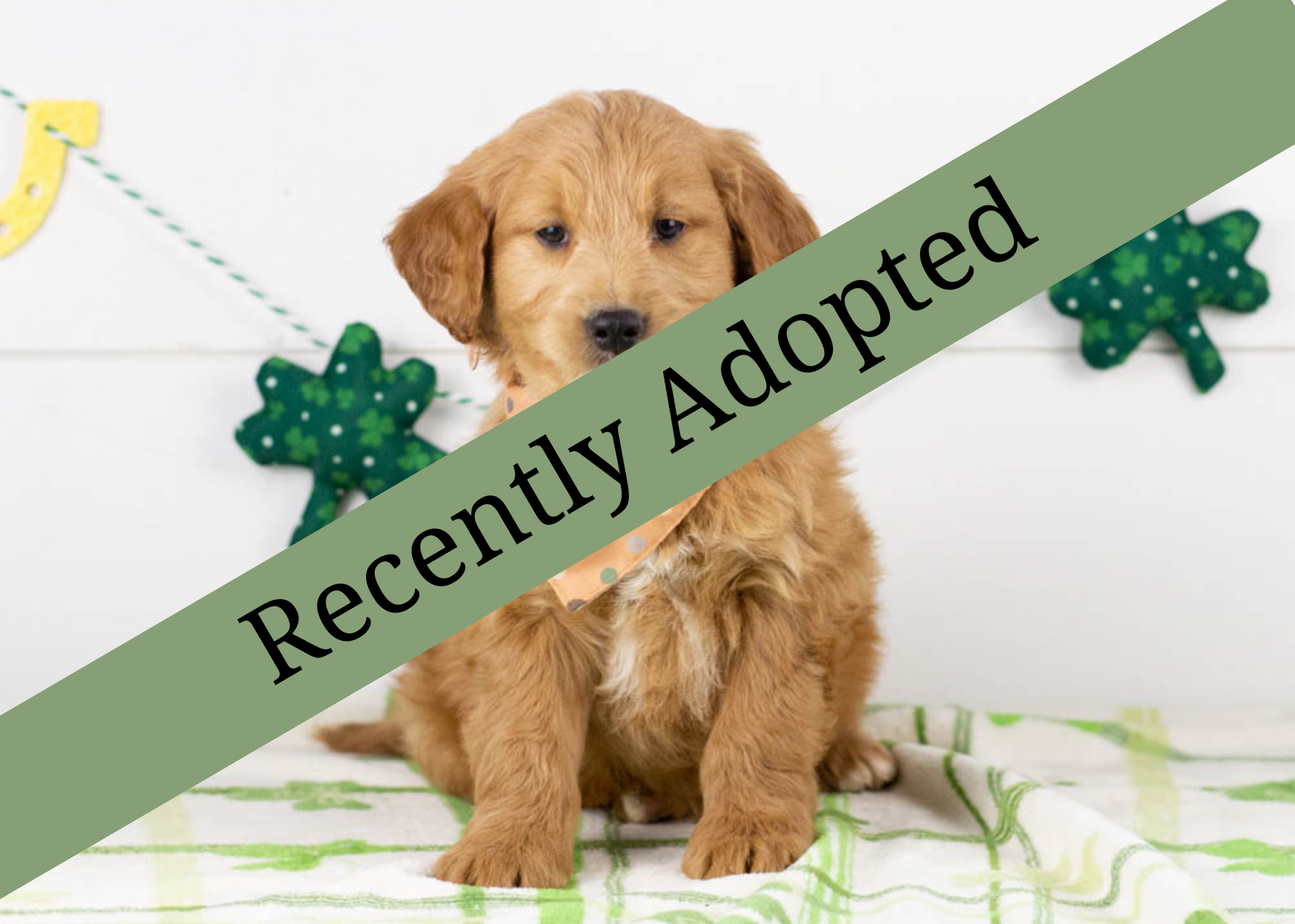 goldendoodle for sale