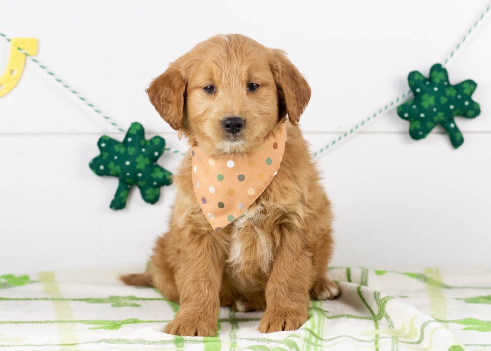 Rolo goldendoodle for sale(1).jpg