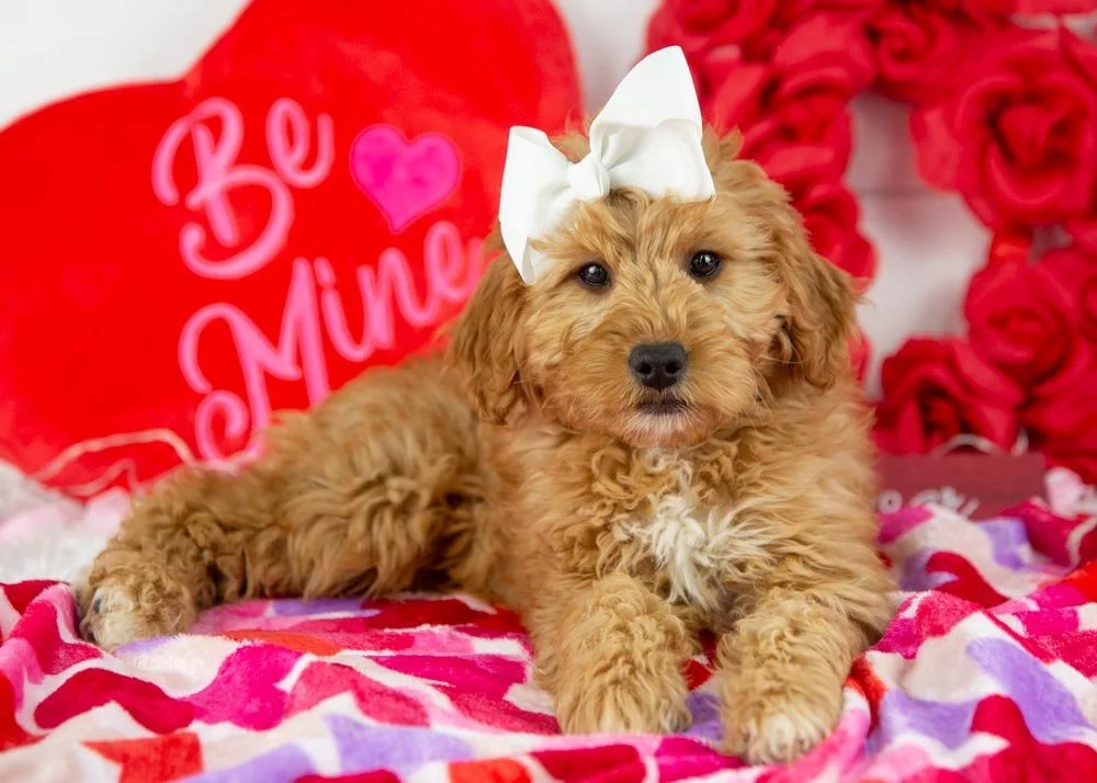 pistachio goldendoodle for sale.jpg