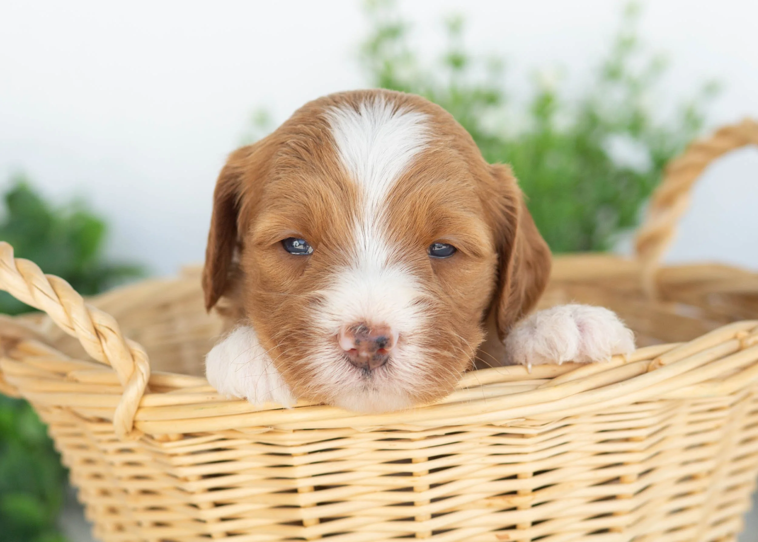 Carly Goldendoodle for sale(3).jpg