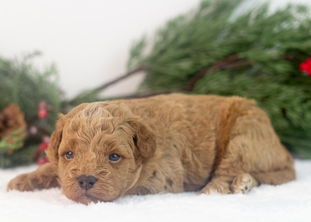 Rose goldendoodle for sale.jpg
