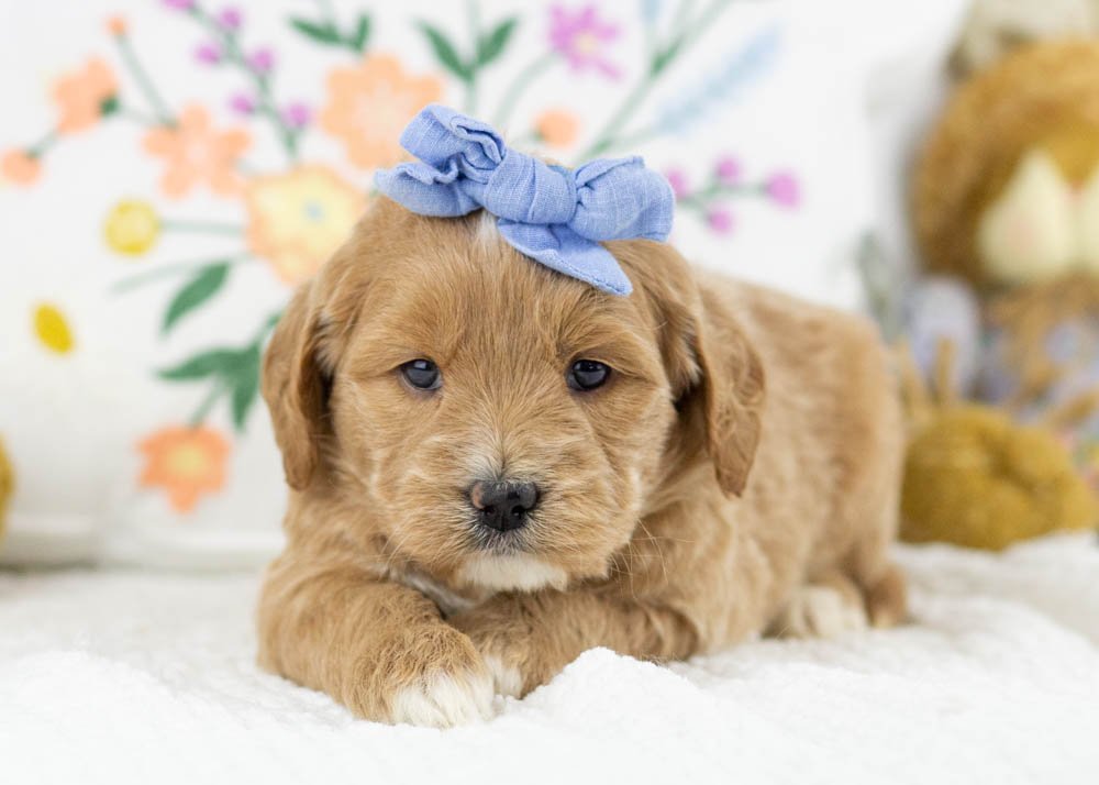 Monica goldendoodle for sale(2).jpg