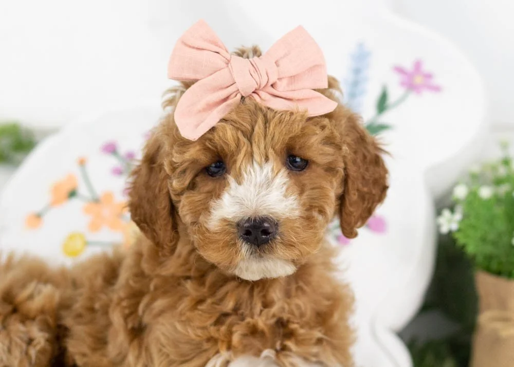 cherry goldendoodle for sale(3).jpg