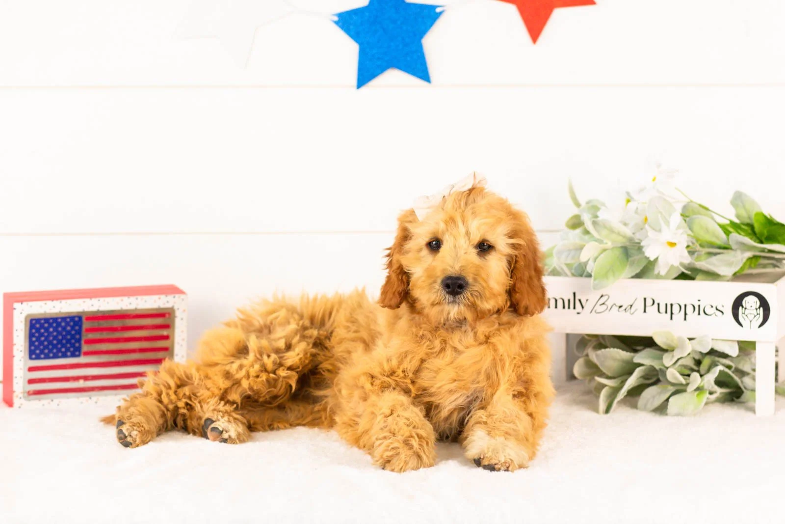 Barbara goldendoodle for sale(3).jpg