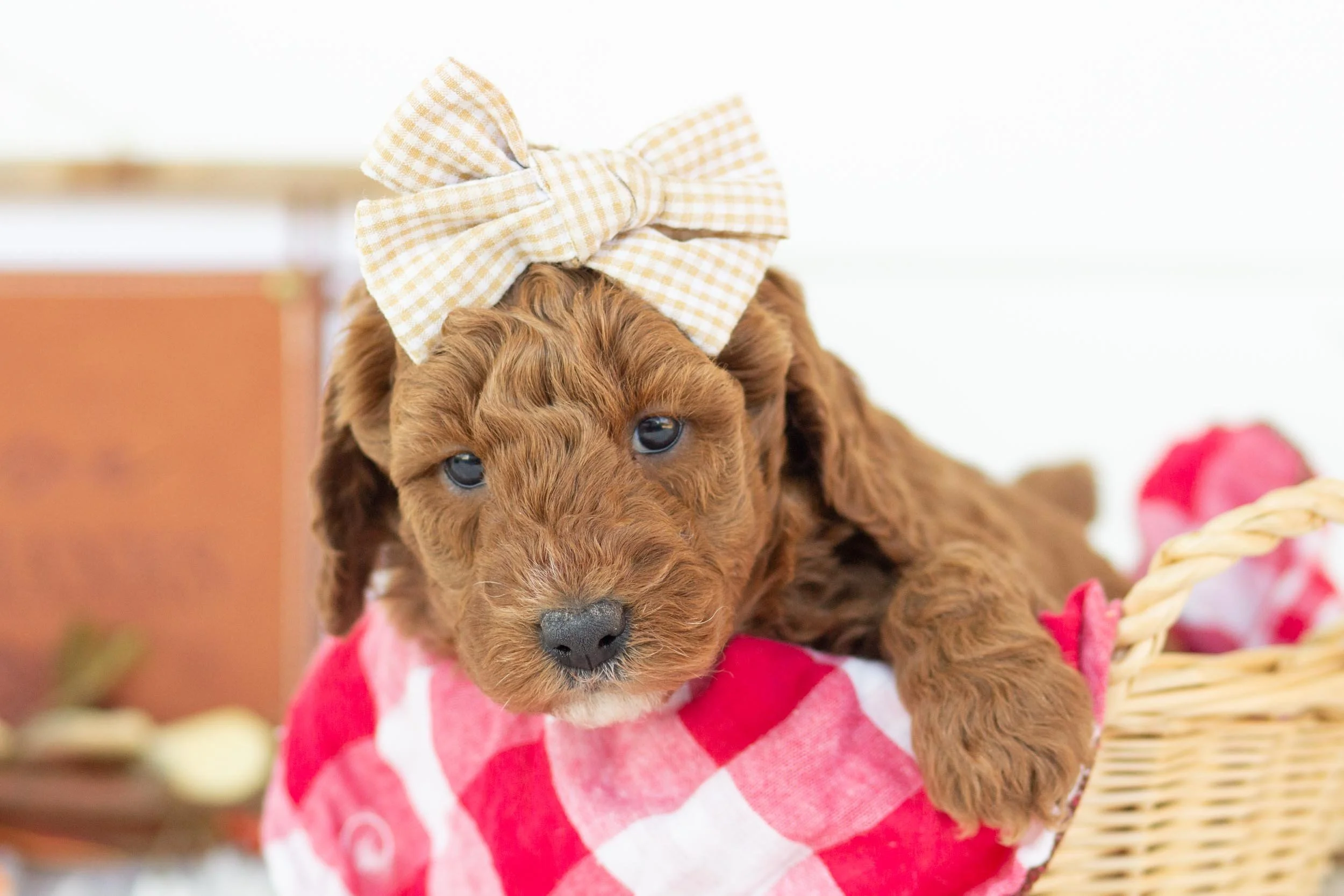 capri goldendoodle for sale(3).jpg