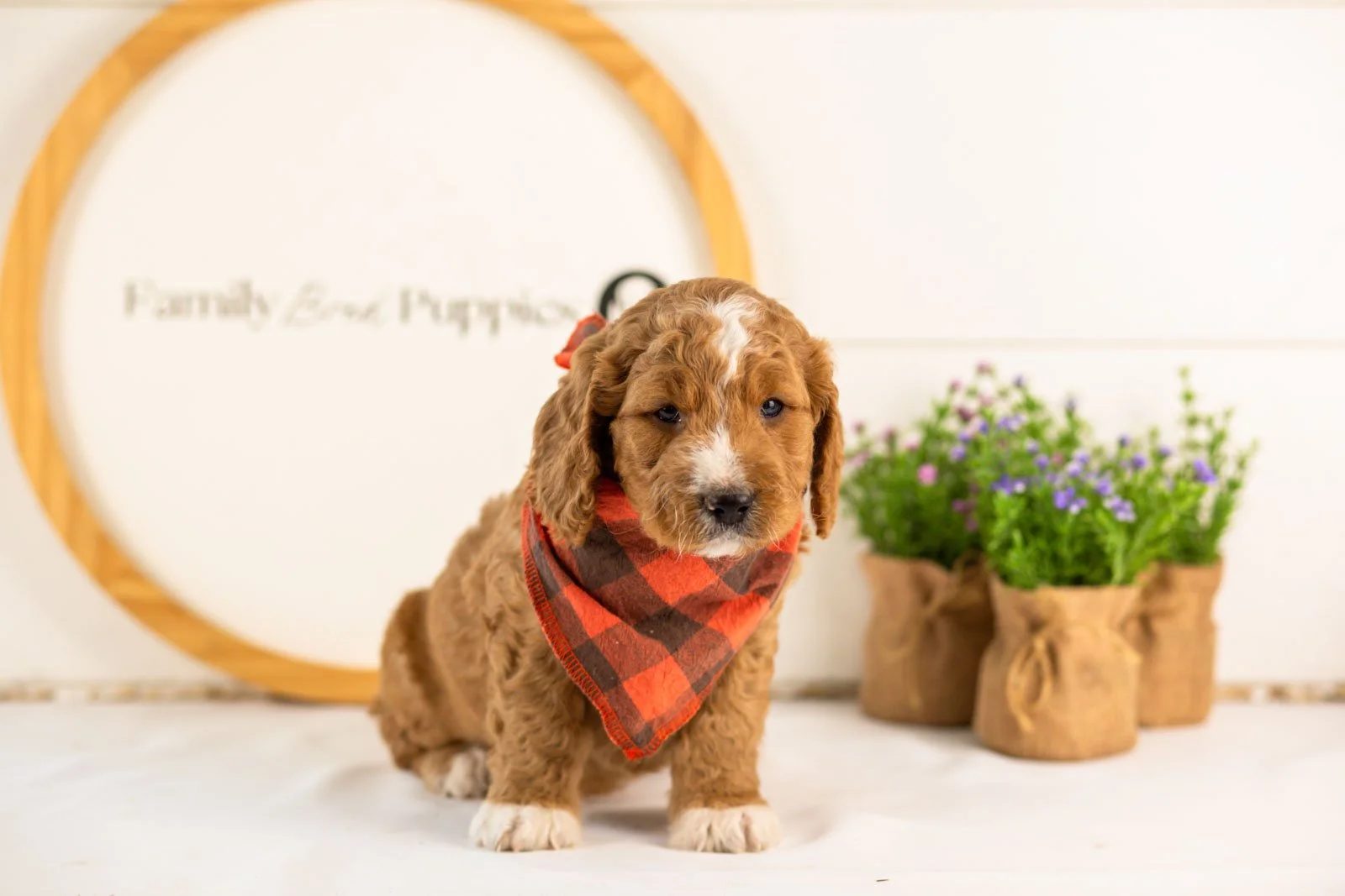 colby goldendoodle for sale.jpg