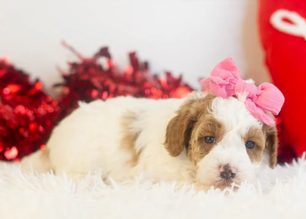 Porsche goldendoodle for sale(3).jpg