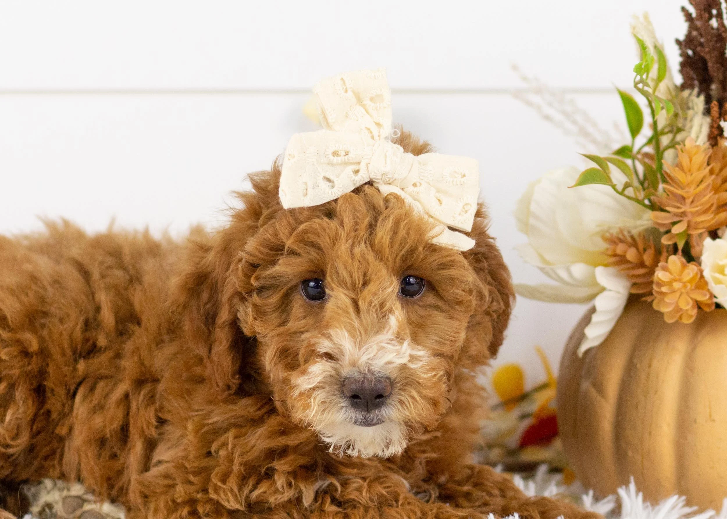 Gala goldendoodle for sale.jpg