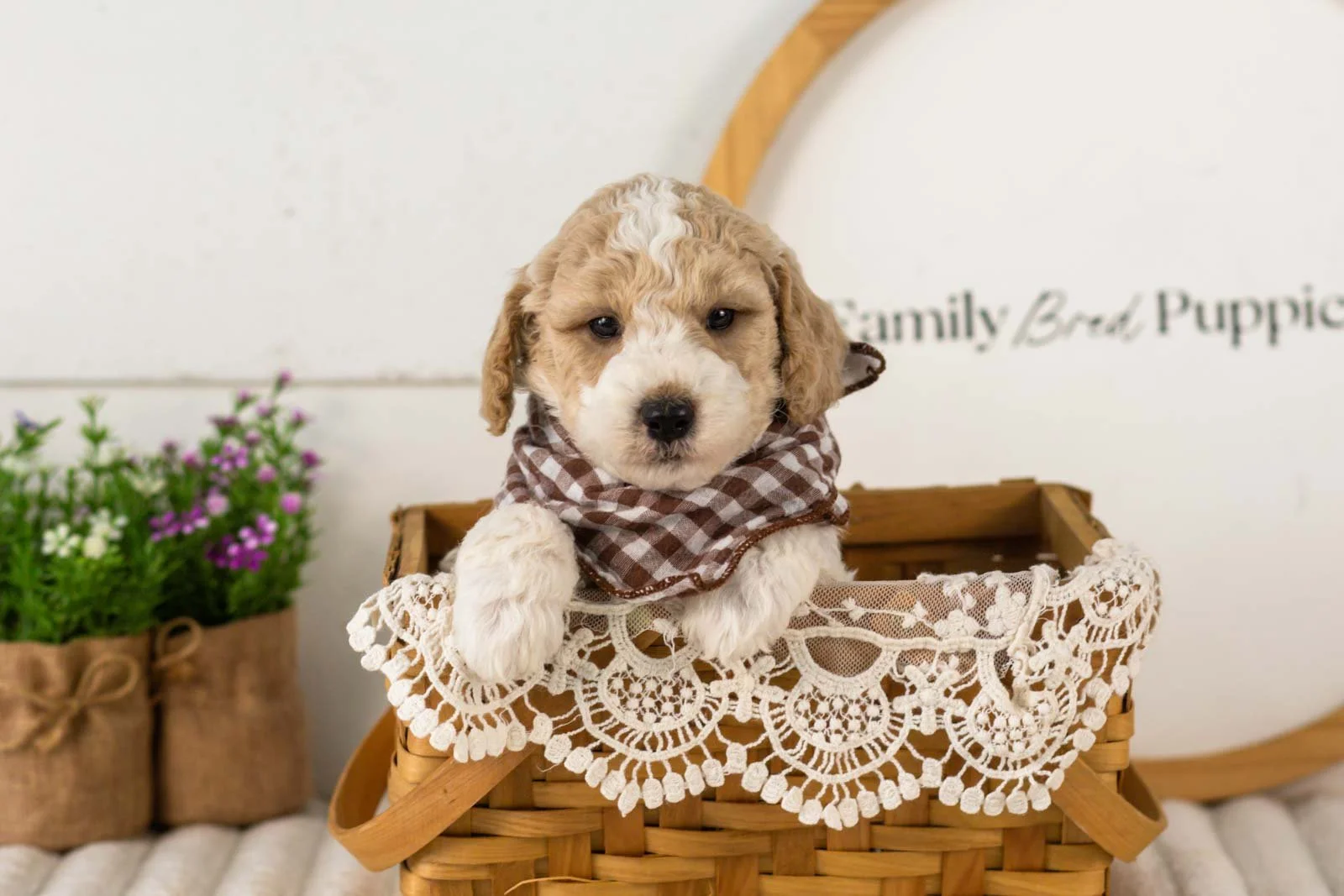 Dirby goldendoodle for sale(3).jpg