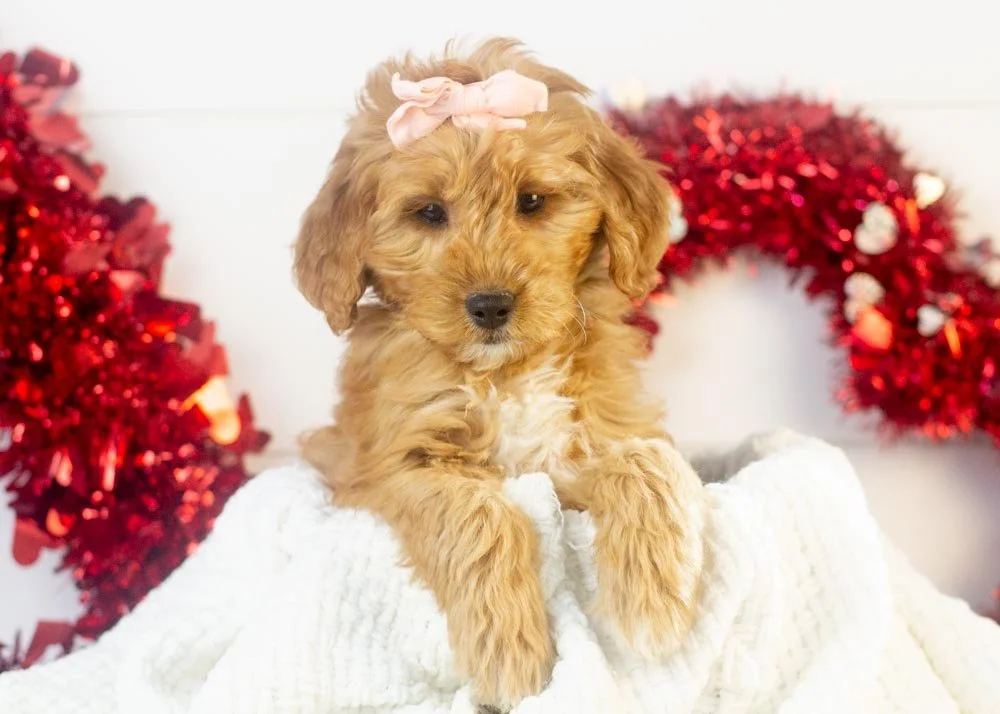 Pistachio goldendoodle for sale(1).jpg
