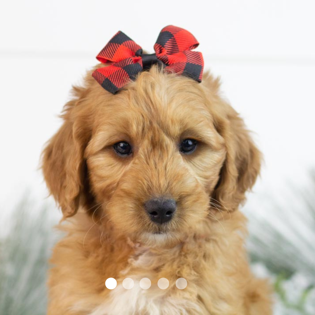 Copy of FBP Design.png