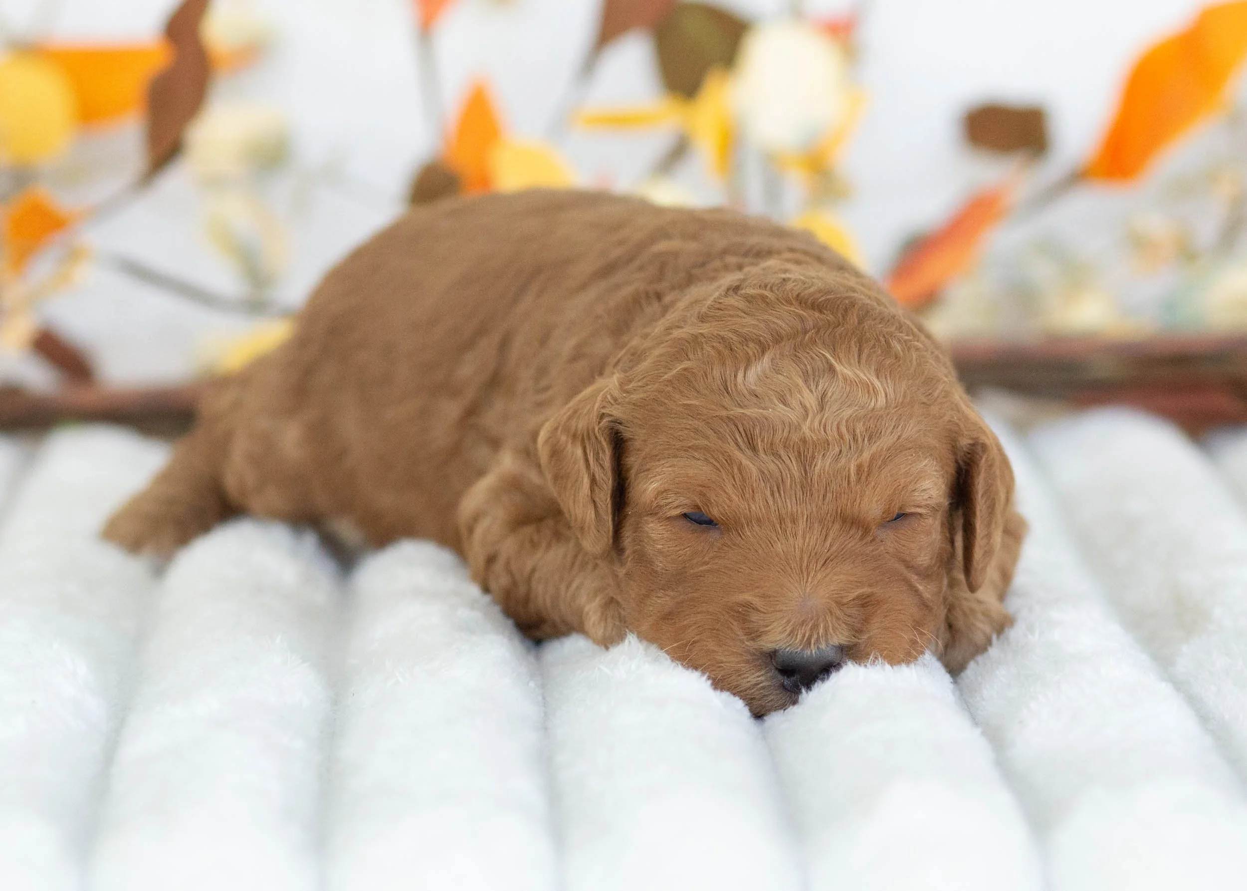Chanel goldendoodle for sale2.jpg