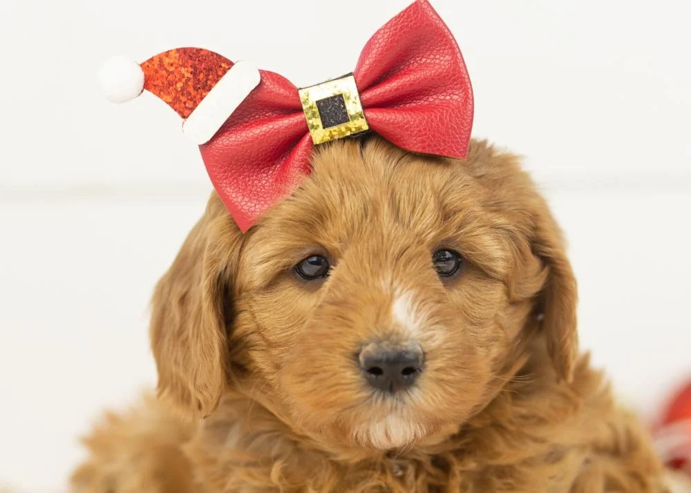 Bell goldendoodle for sale(1).jpg