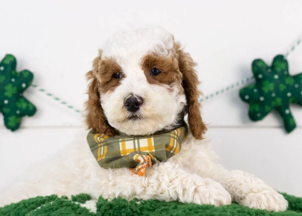 goldendoodle for sale