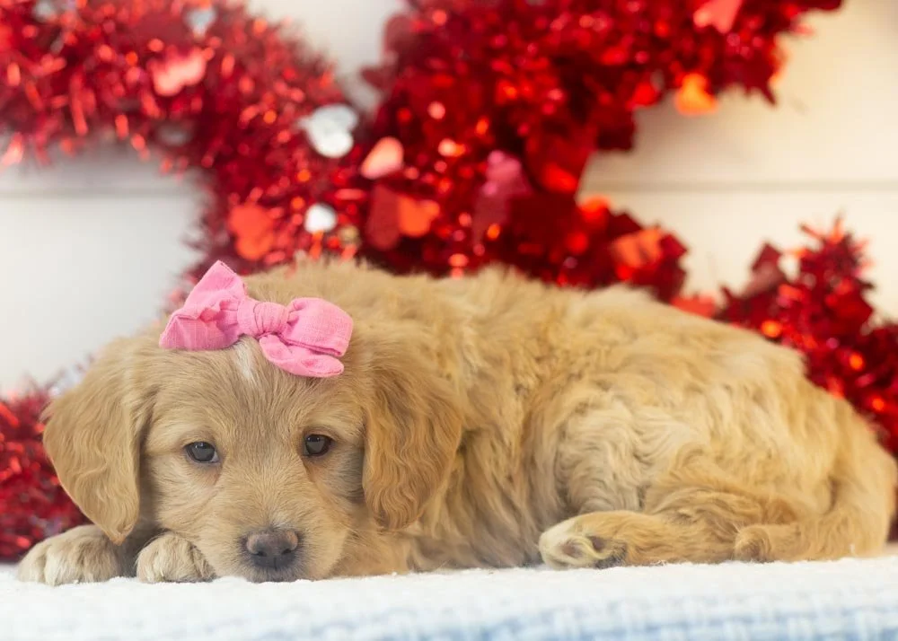 Sophie goldendoodle for sale.jpg