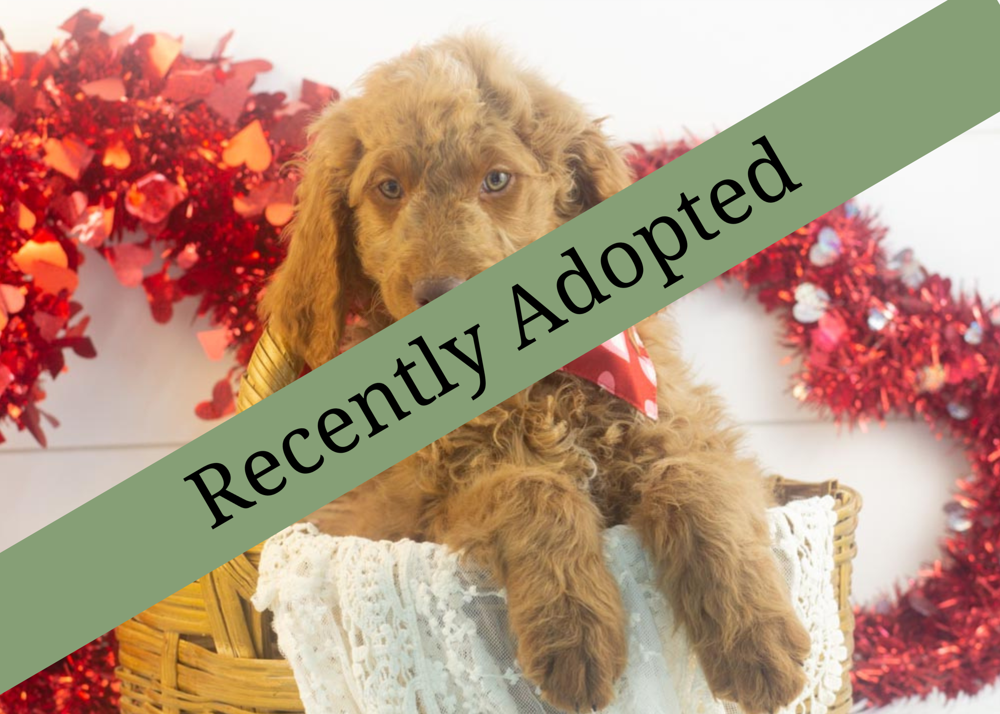 goldendoodle for sale