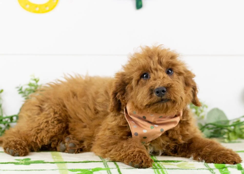 Kauffman 11-6-25 Bear 8. 11oz.jpg