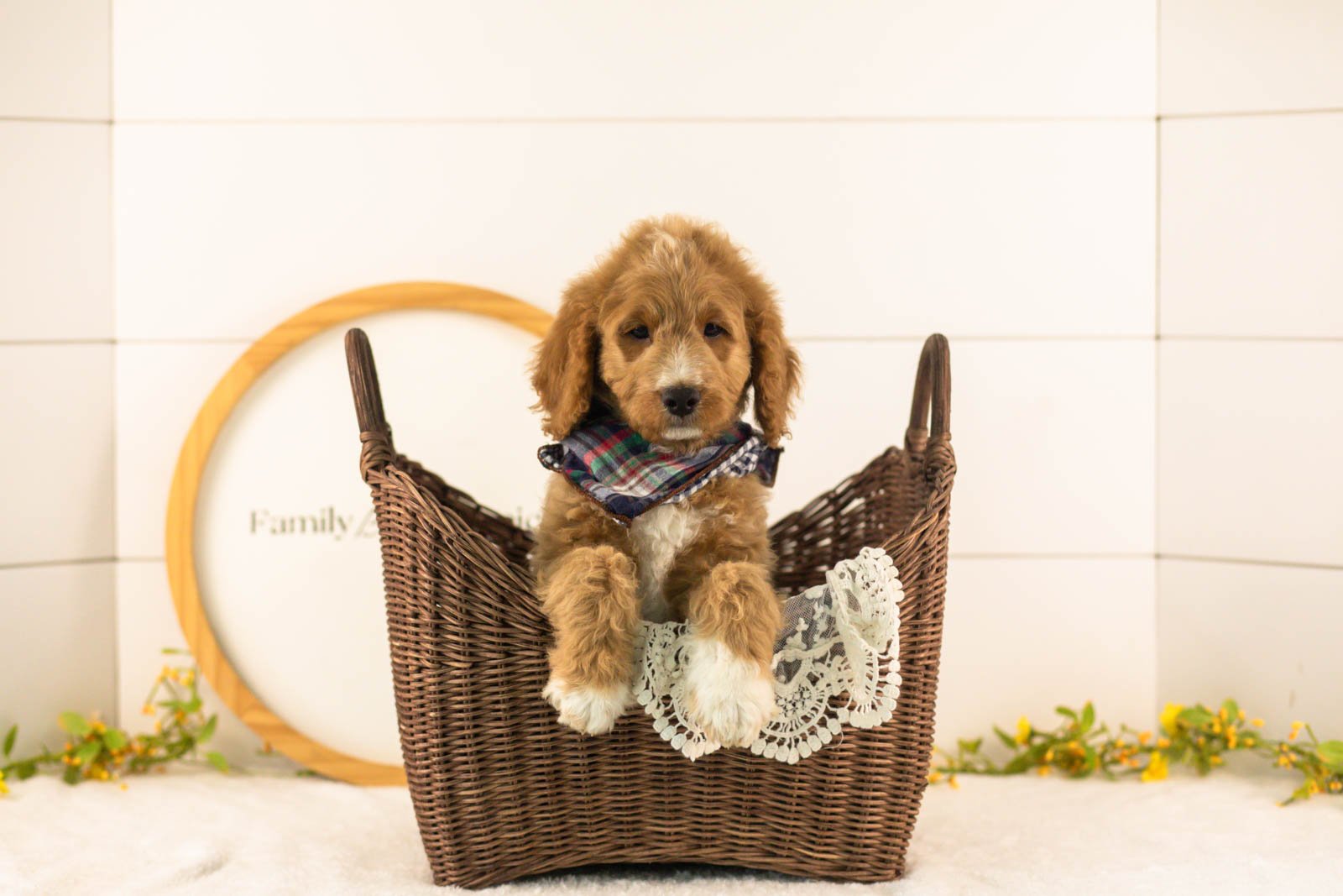 Brie goldendoodle for sale(3).jpg