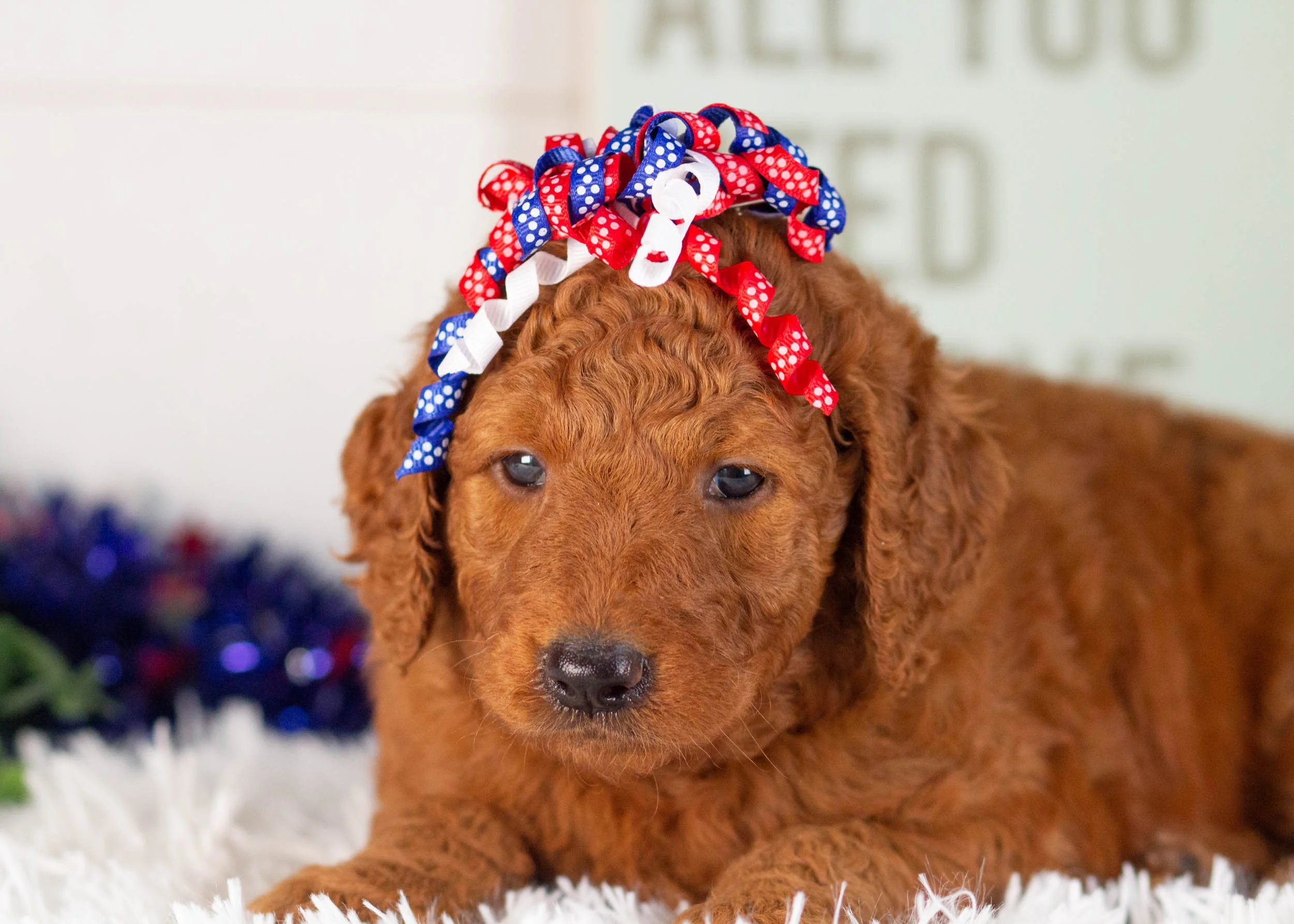Reba Goldendoodle For sale(1).jpg