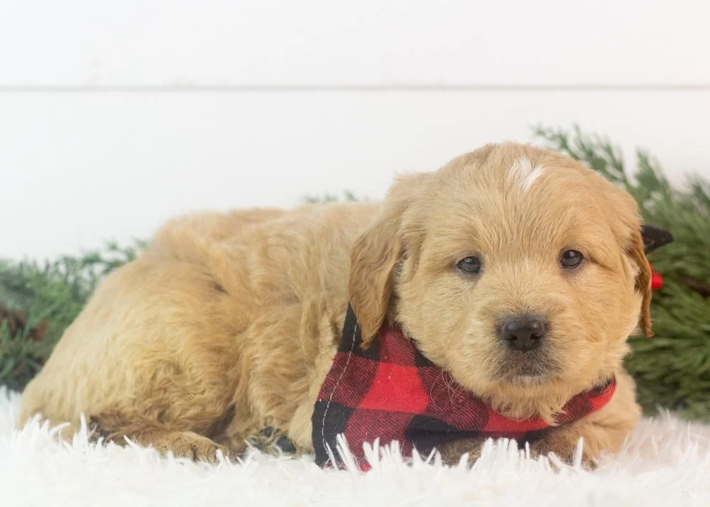 Stanley goldendoodle for sale(2).jpg