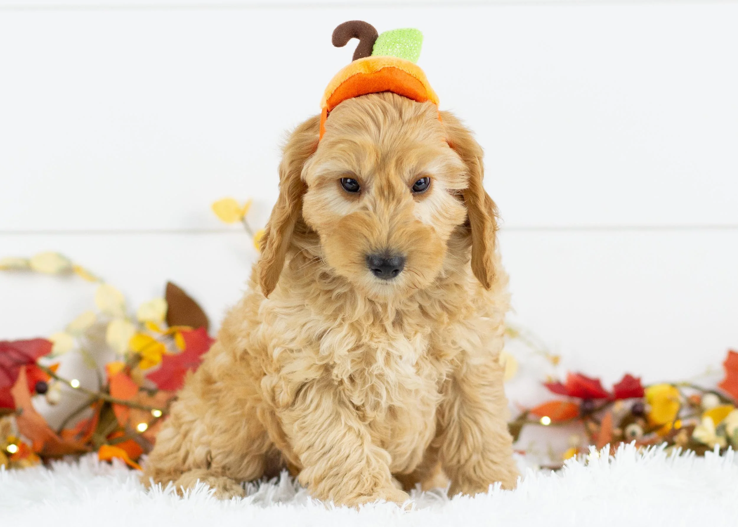 Beauty goldendoodle for sale(2).jpg