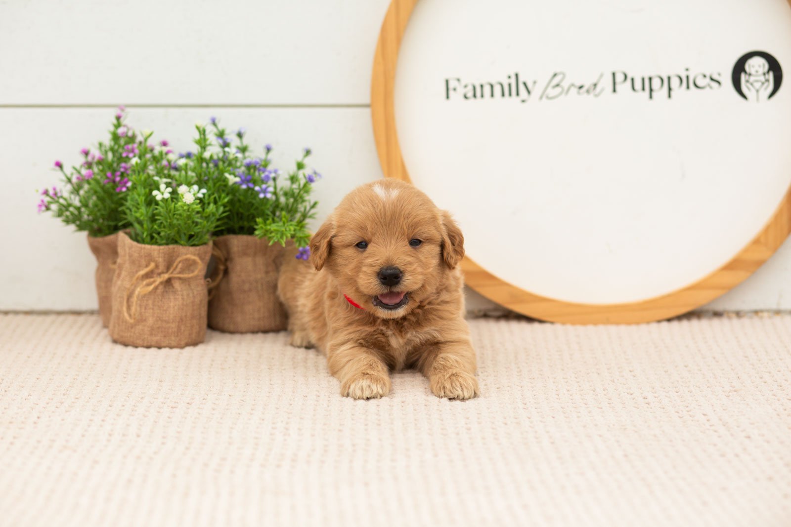 Emilia goldendoodle for sale(2).jpg