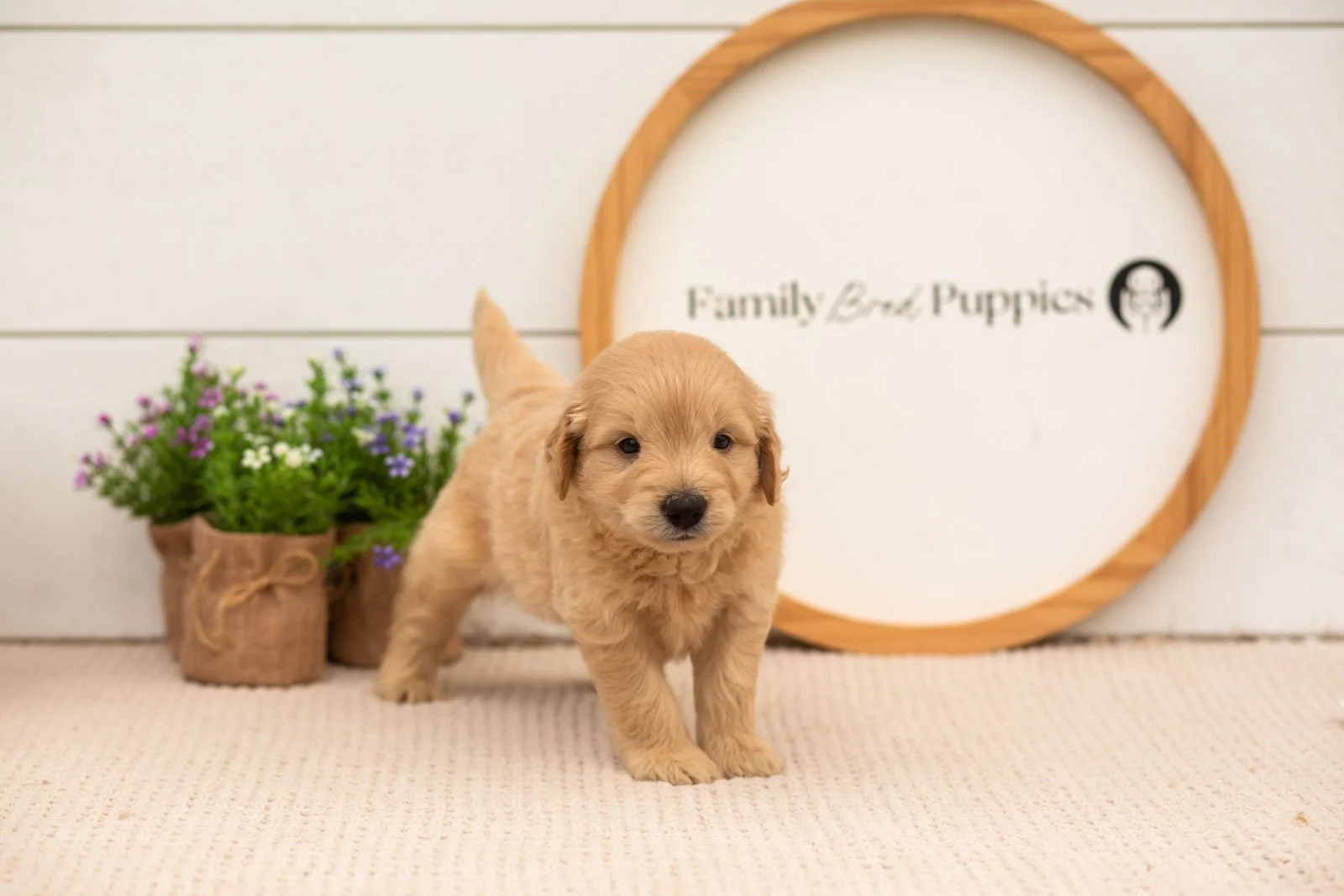 emry goldendoodle for sale.jpg