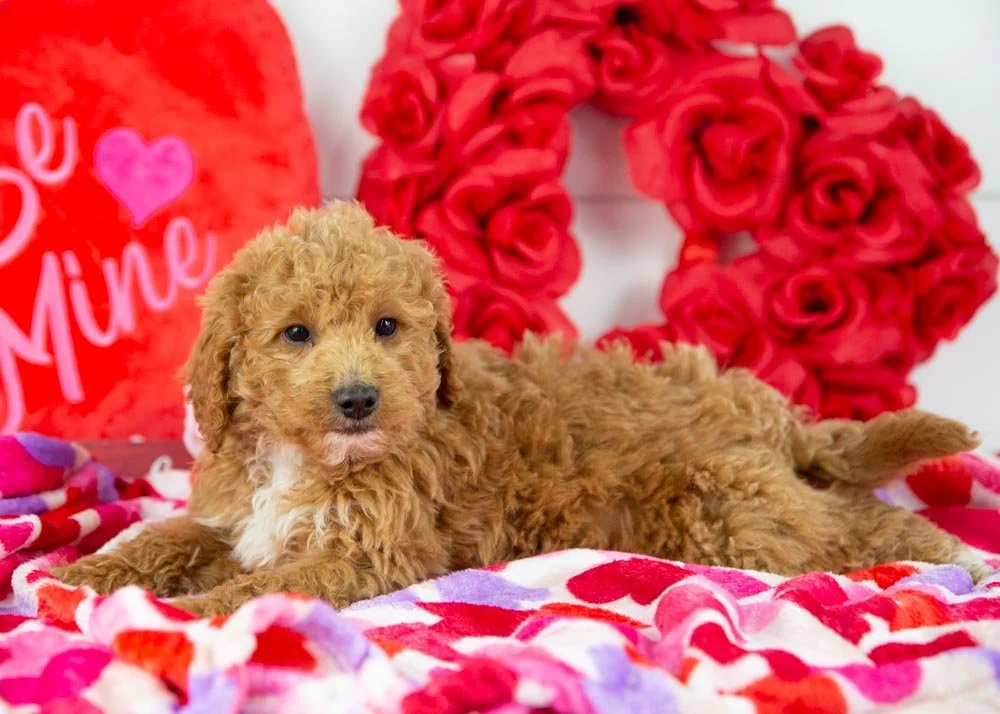 mort goldendoodle for sale(2).jpg