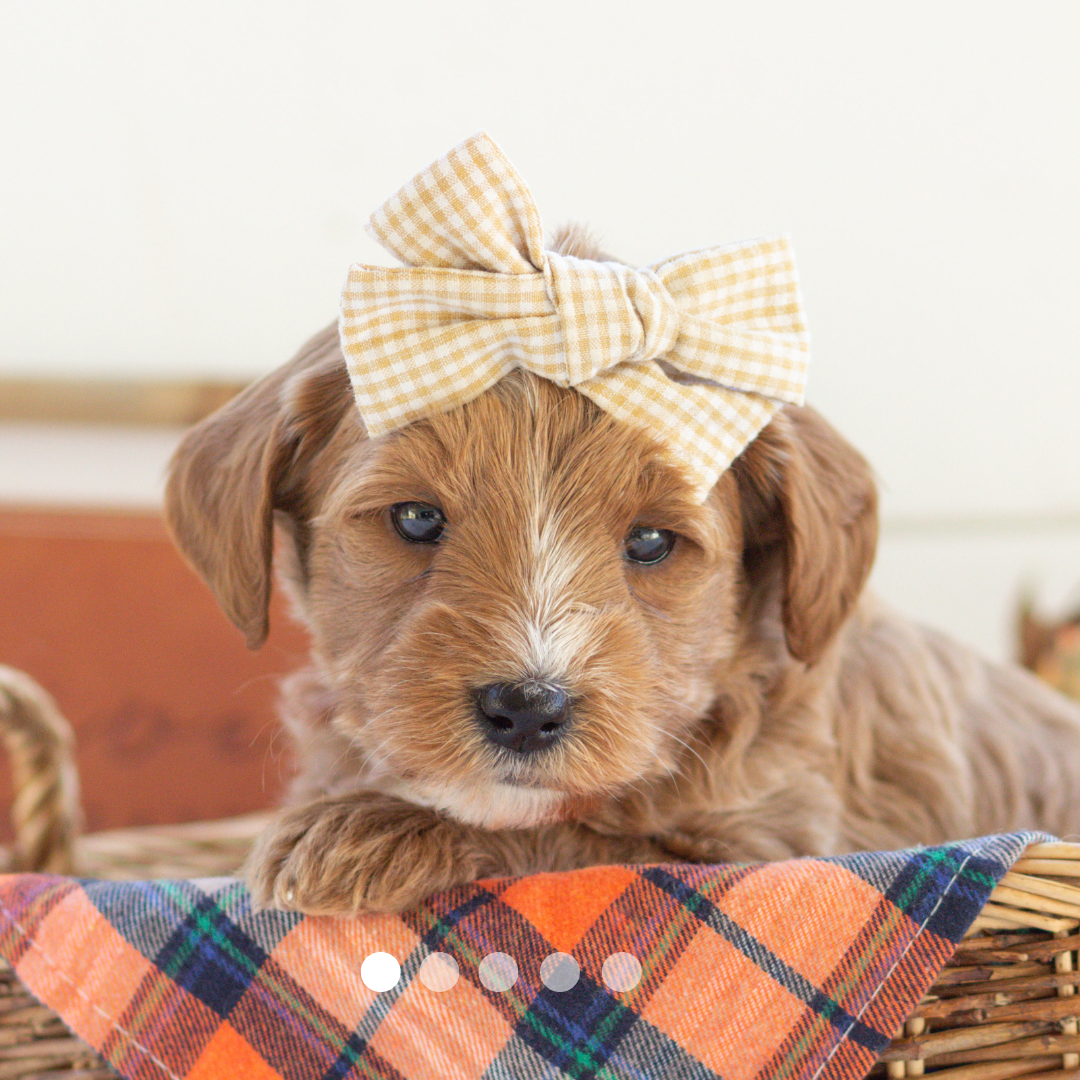 Copy of FBP Design.png