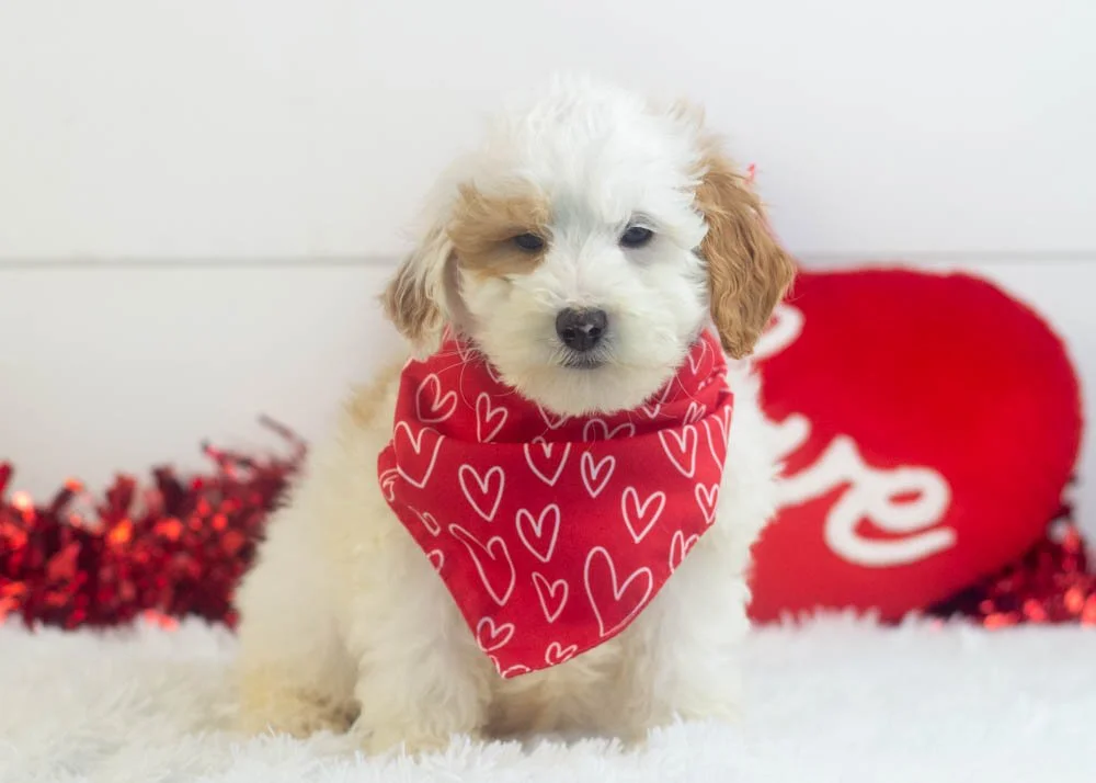 Buddy goldendoodle for sale.jpg