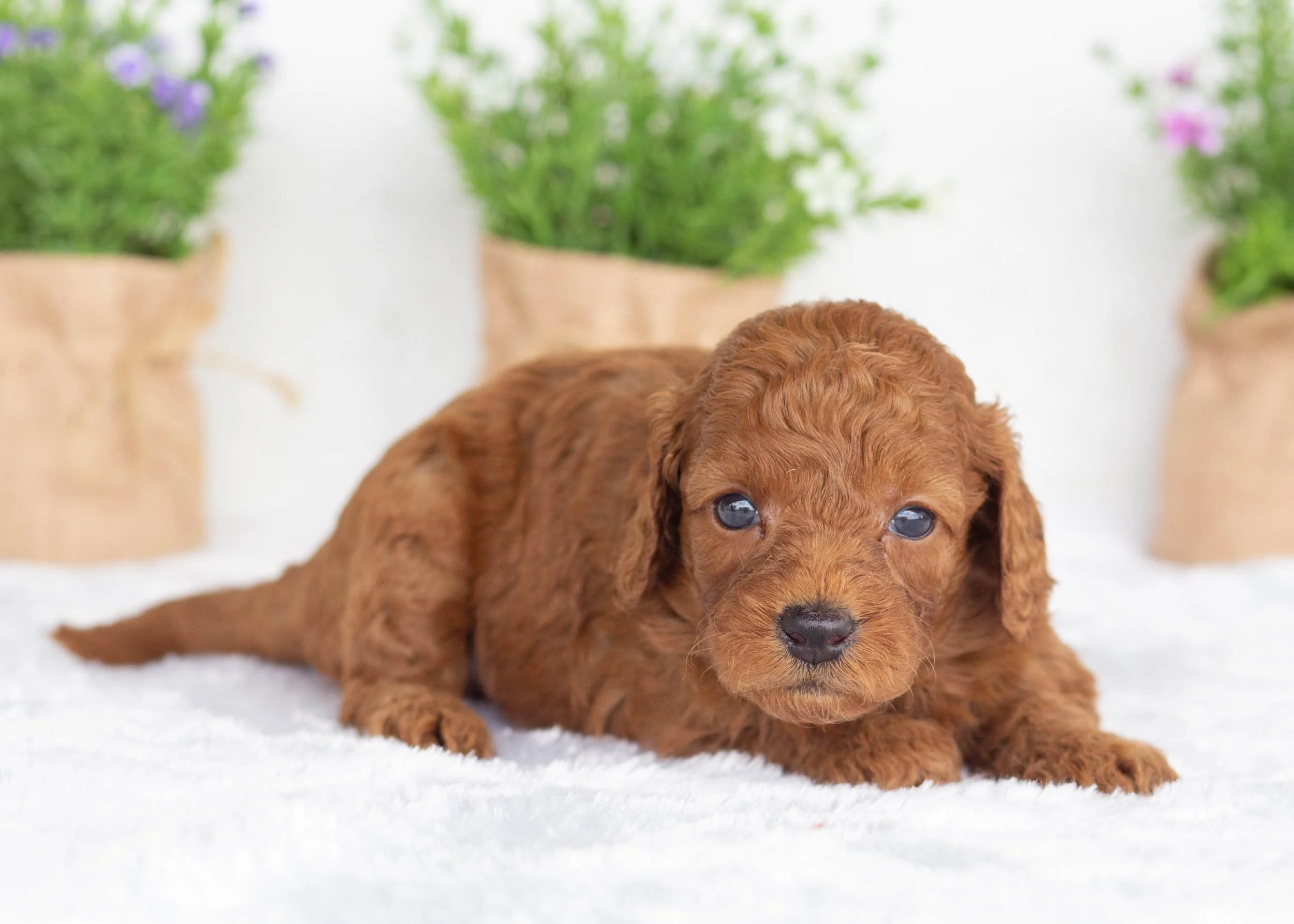 Halo Goldendoodle For Sale(3).jpg
