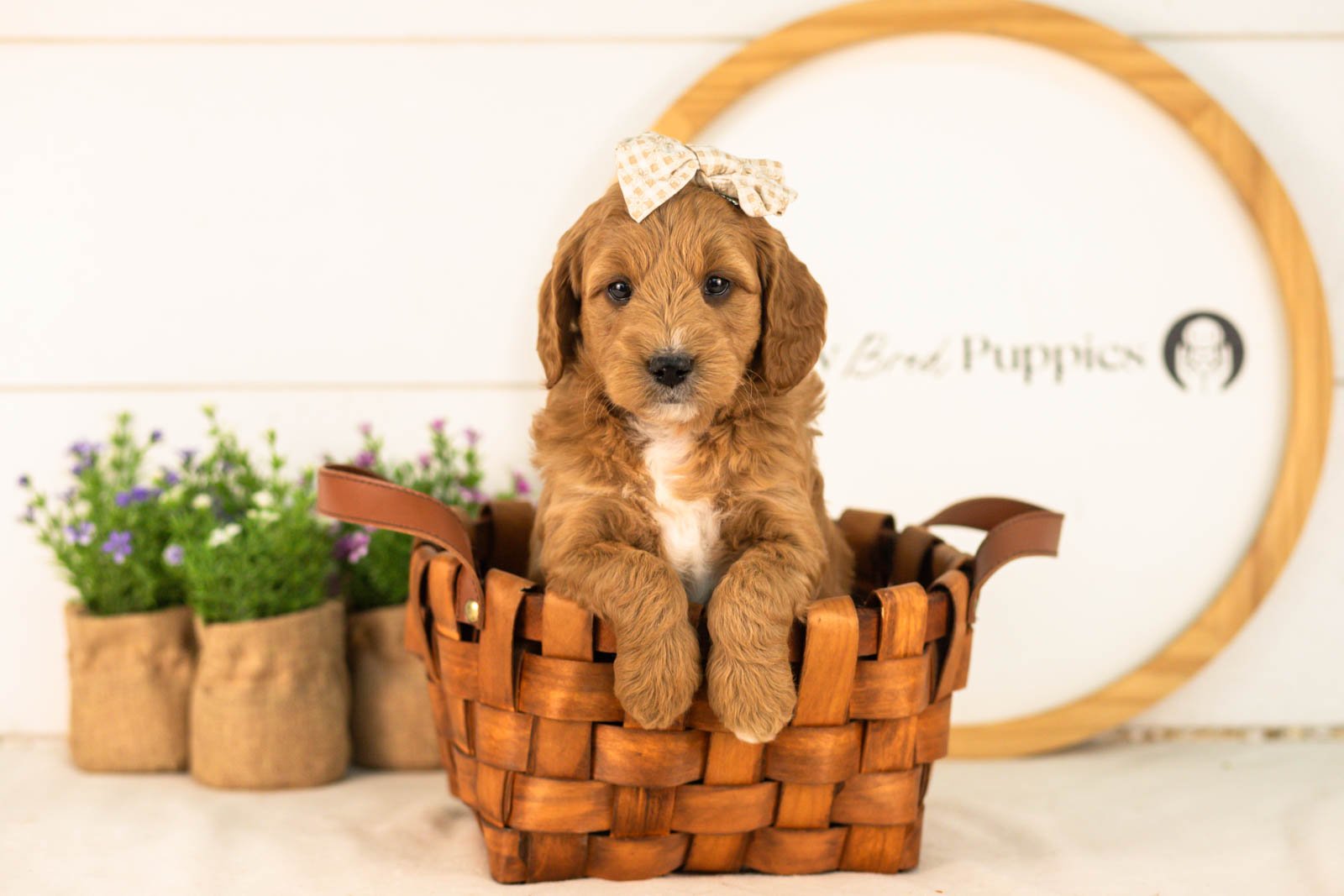 Stormy goldendoodle for sale(4).jpg