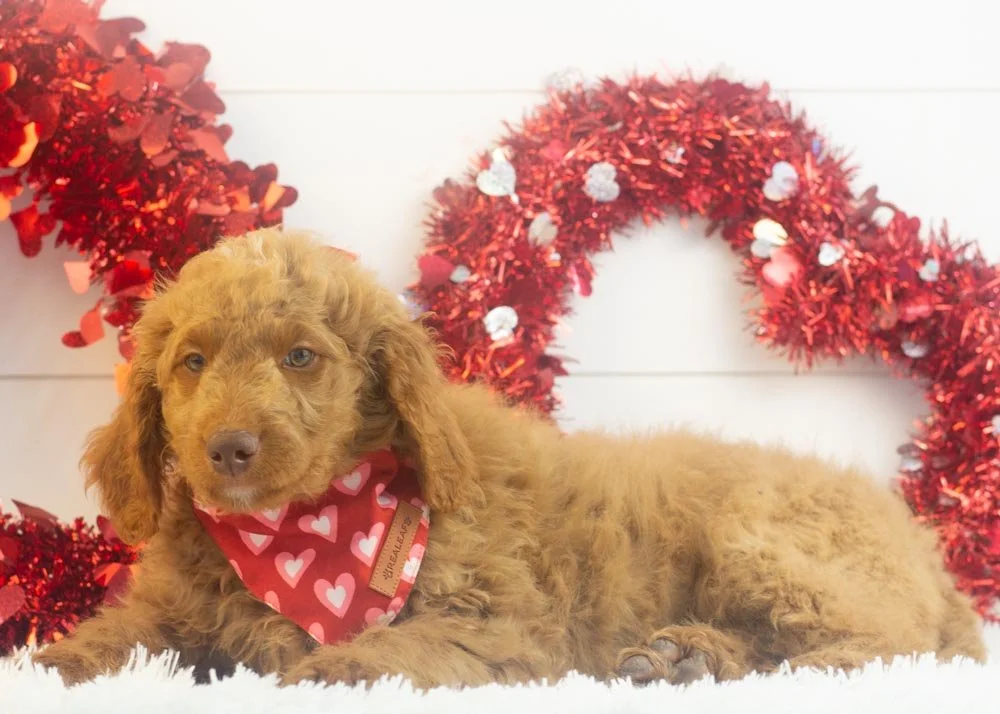 Spur goldendoodle for sale.jpg